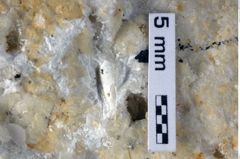 Foto (Detailansicht) von Goniodromites sp. (NHMW-GEO-1990-0041-0385)